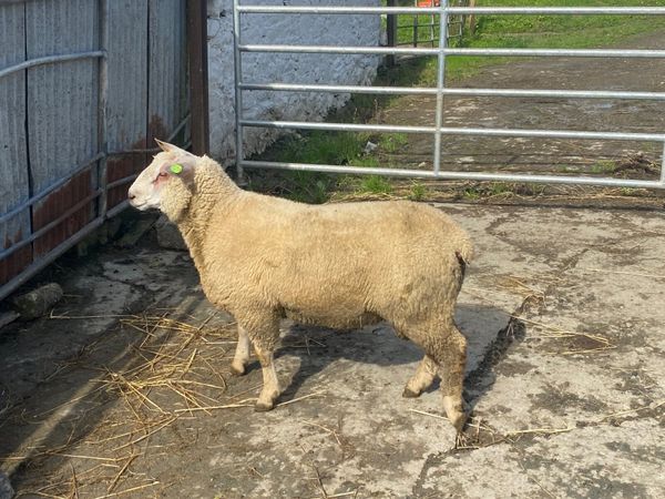 Pedigree Registered Charolais Ram Lamb - Main image