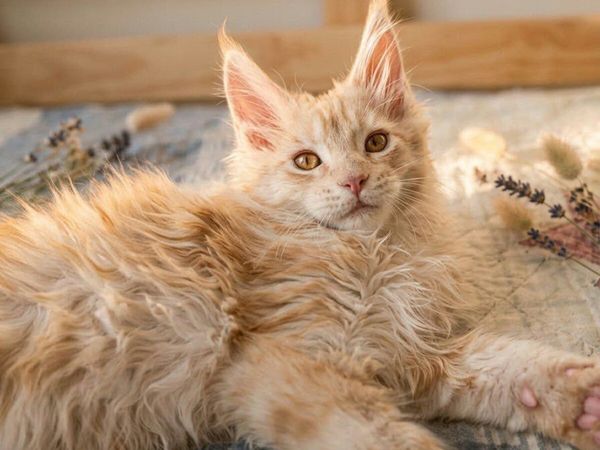 Maine Coon Iker (WCF registered) for sale. - Main image