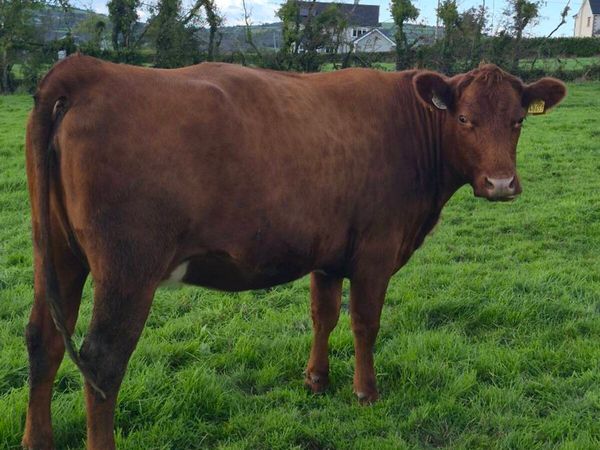 Lovely Incalf heifer - Main image