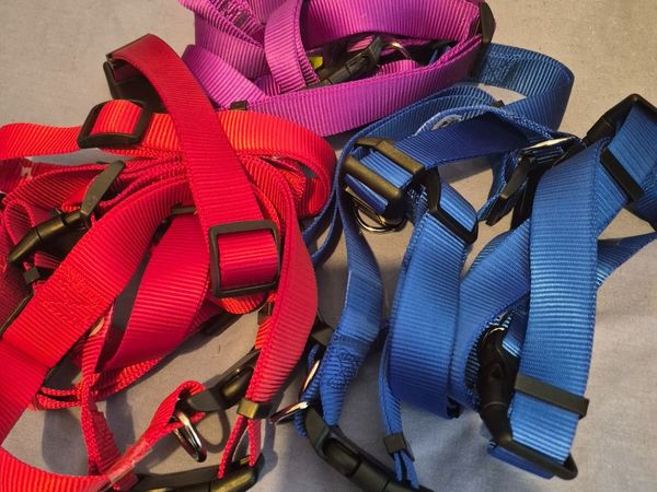 Dog collars lots of ten in sets total 80 collars - Main image