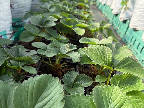 Strawberries - Main image