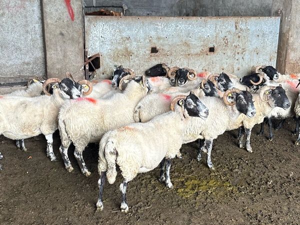 💥Lanark ewes 💥 - Main image