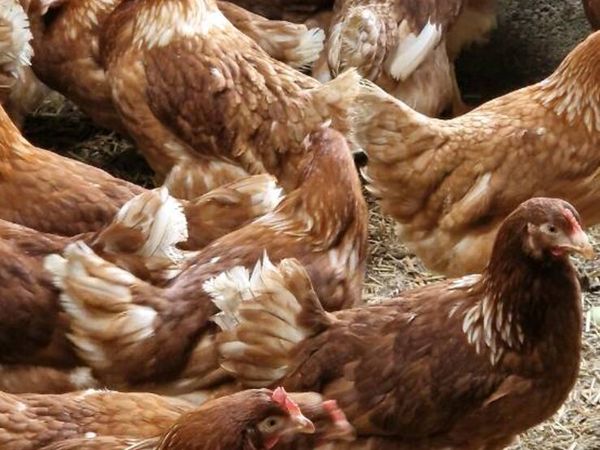 Hens,Pullets,chicks,Ducklings,Fertile eggs - Main image