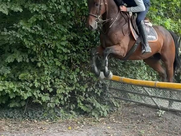 Horse for Sale - Main image
