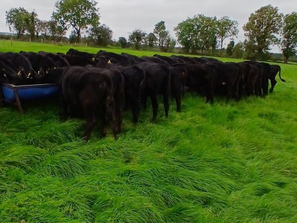 Angus weanlings - Main image