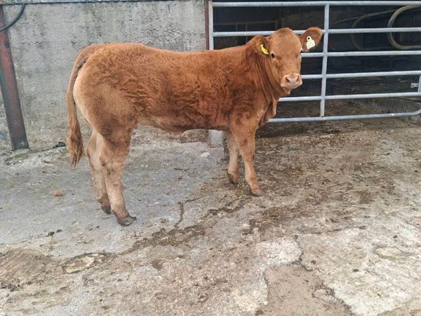 Lim heifer - Main image
