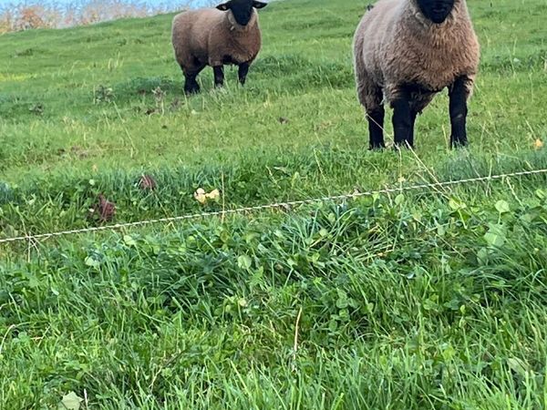 Pure bred  Suffolk rams for sale - Main image