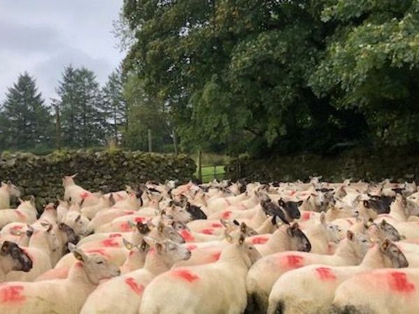 sheep - Main image