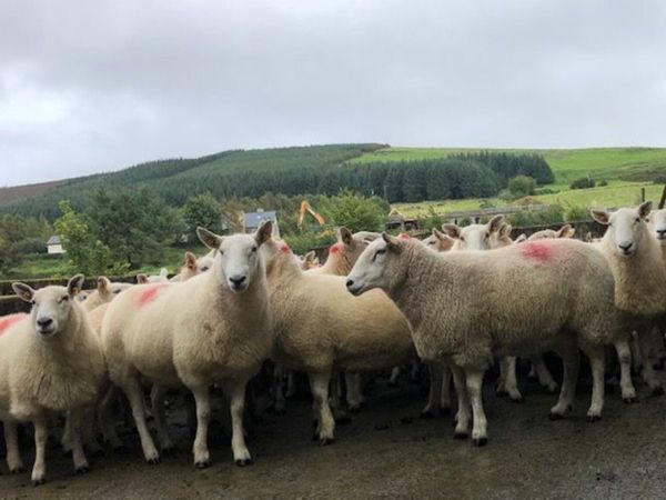 sheep - Main image
