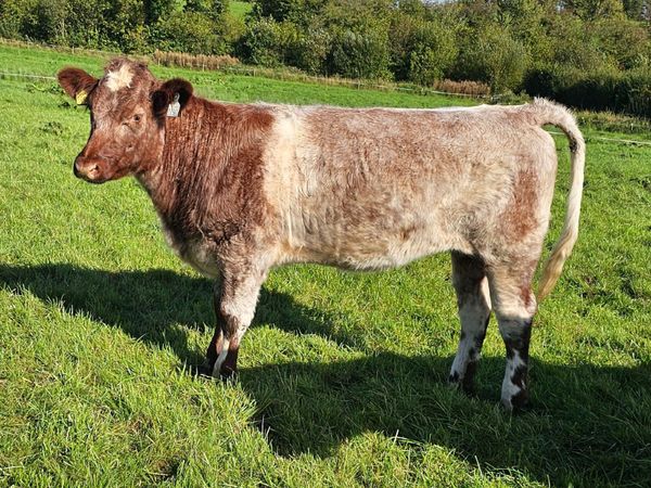 Pedigree Registered Shorthorn Heifer - Main image