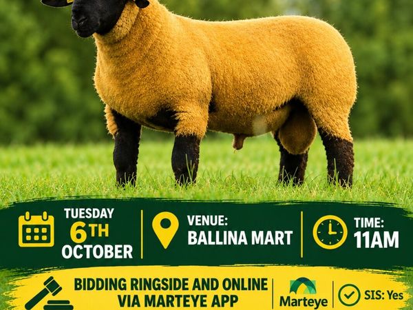 BALLINA OCTOBER RAM SALE - Main image