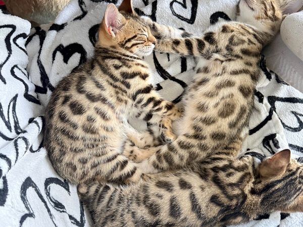 Mix Bengal Kittens - Main image