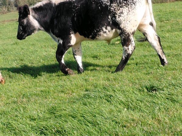 Bullocks - Main image