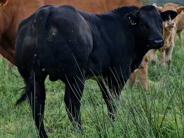 E&U weanling bulls Abbeyfeale Mart - Main image