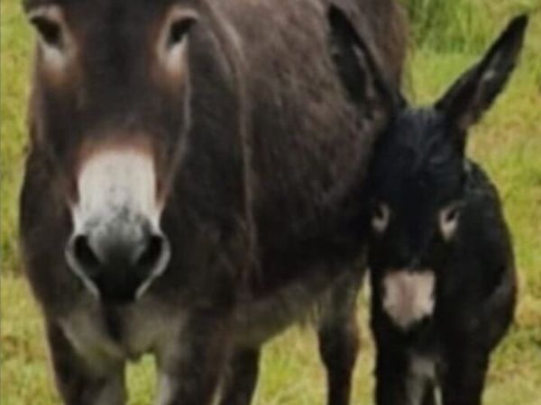 Mare donkey+Filly foal W.a.n.t.e.d - Main image
