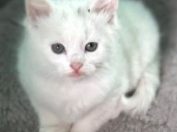 Kittens - Main image