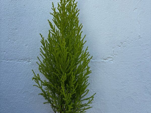 Small Trees - Main image