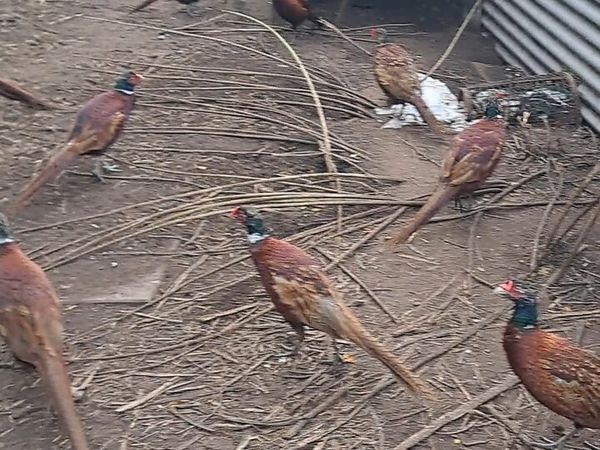 Cock Pheasants - Main image