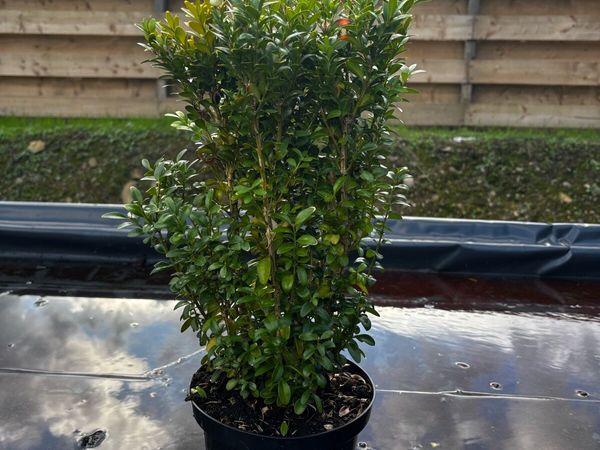 Box Hedging - Main image