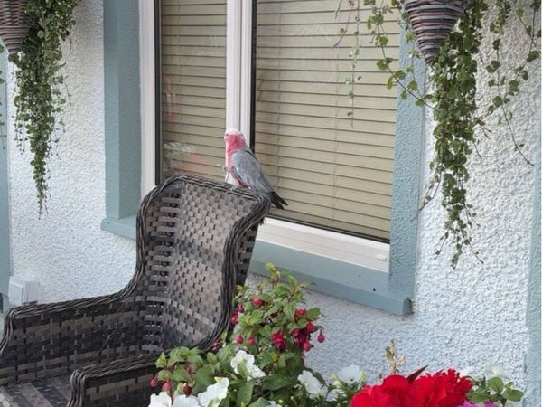 Super tame galah - Main image