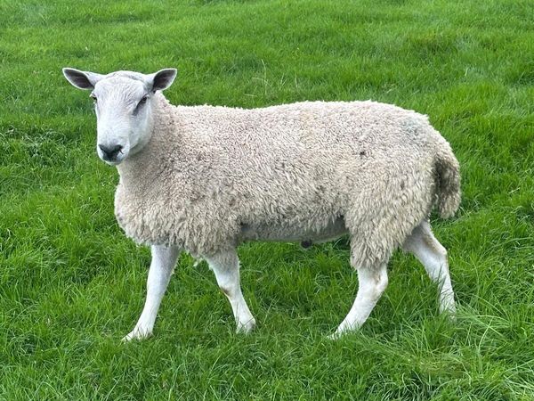 Blue Faced Leicester PBNR Hogget Ram - Main image