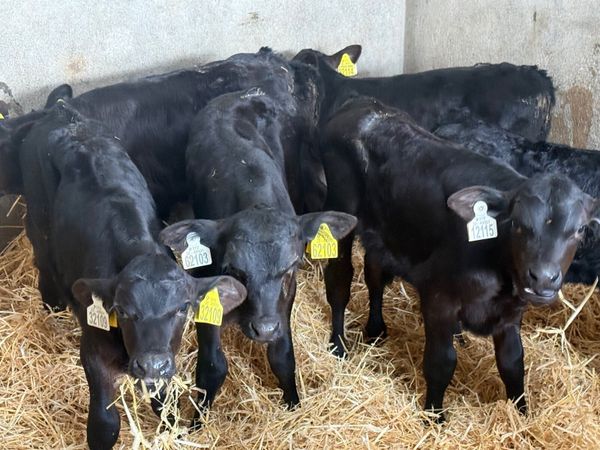 7 STRONG ABERDEEN ANGUS CALVES - Main image