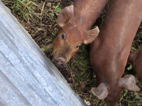 1 male duroc weanling - Main image