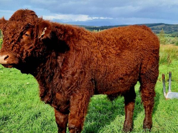 Saler bull - Main image