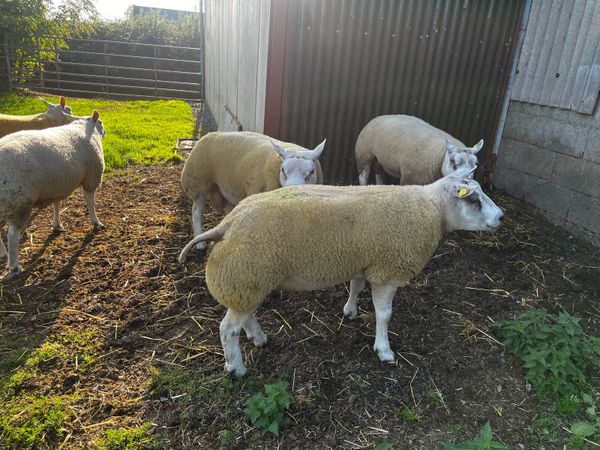 Beltex hogget rams - Main image