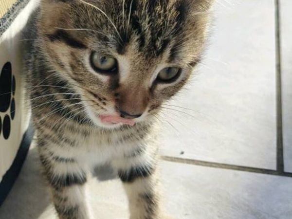 Beautifully marked kittens - Main image