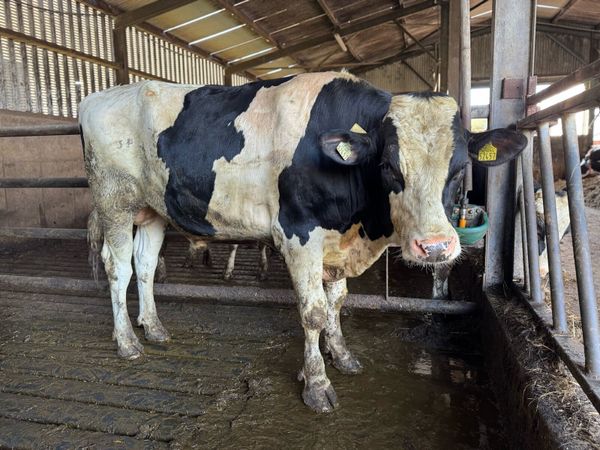 Pedigree registered Holstein bull - 20 months old - Main image