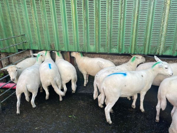 Sheep - Main image