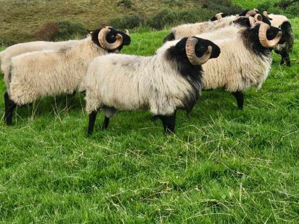 Mayo mountain Ram's - Main image