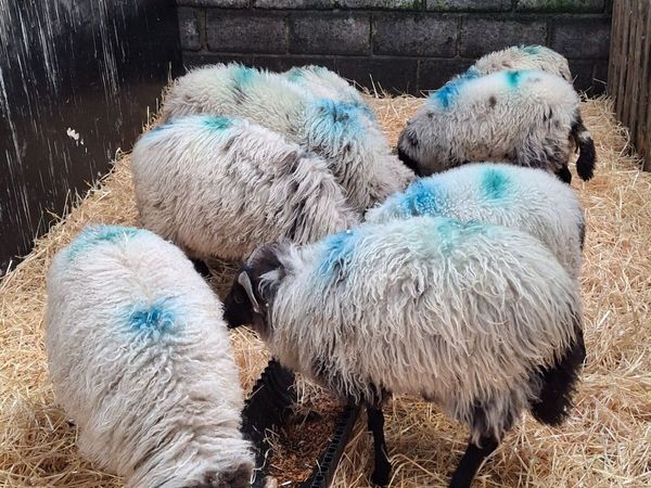 Ram lambs - Main image