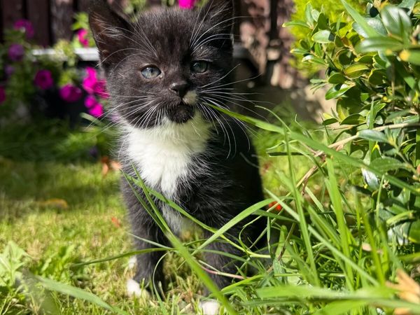 Kitten female - Main image