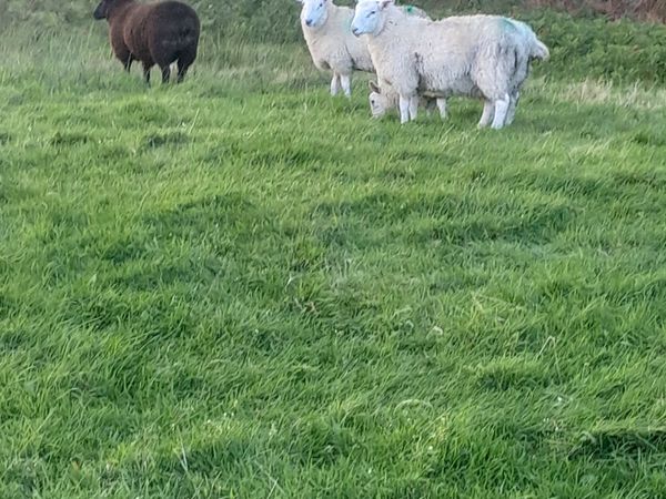 Organic Store Lambs - Main image