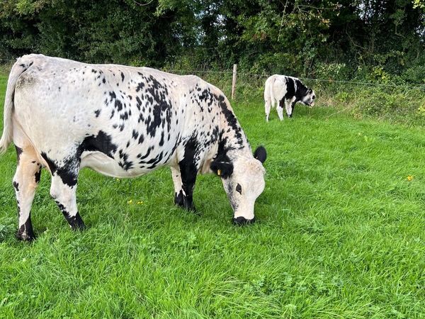 Suckler cows and calves Organic Speckle Park - Main image