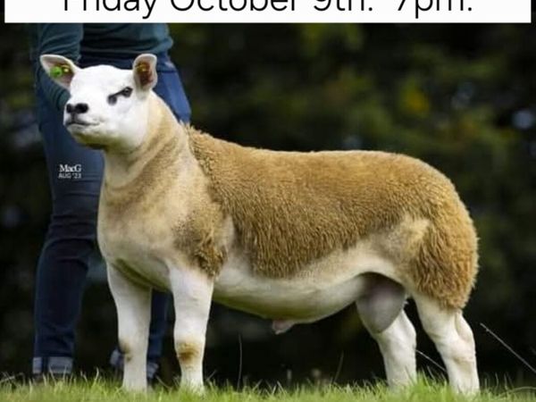 Donegal Texel Breeders Harvest Ram Sale - Main image