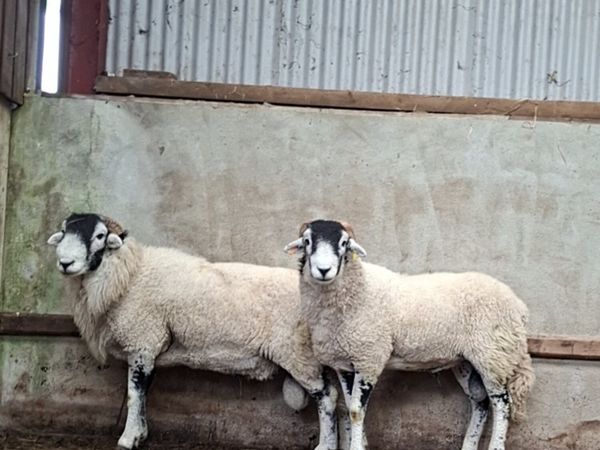 Swaledale Ram - Main image