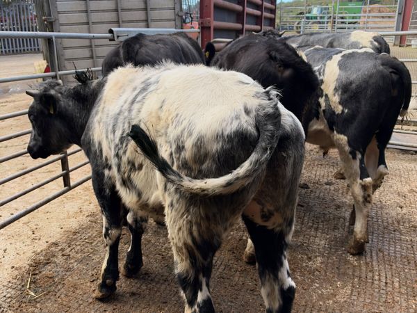 Blue and Angus bullocks - Main image