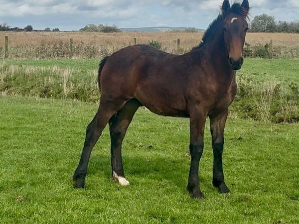 Draught x Cob Colt foal - Main image