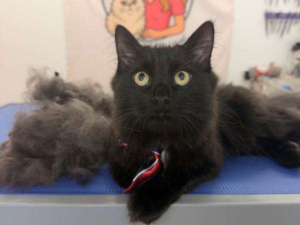 Two Cats - Main image
