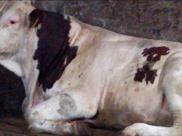 Bull - Main image