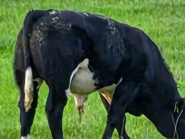 Weanling bulls - Main image