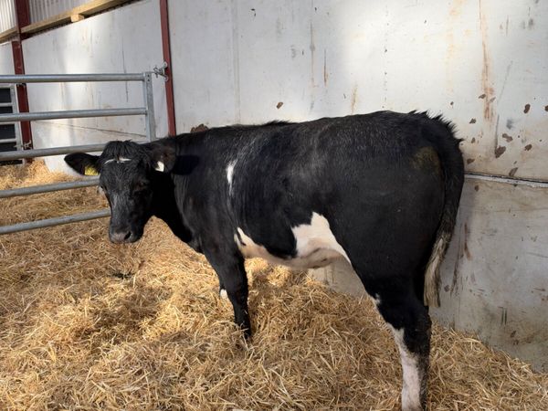 Cow maker - Main image