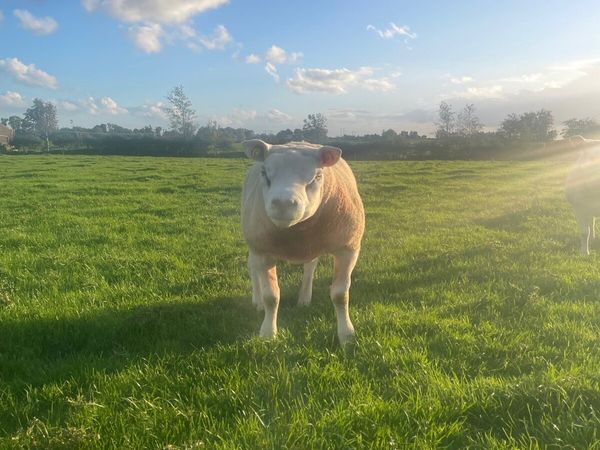 Purebred register texel ram 5⭐️5⭐️ - Main image