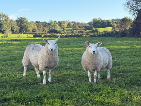 Ewe lambs - Main image