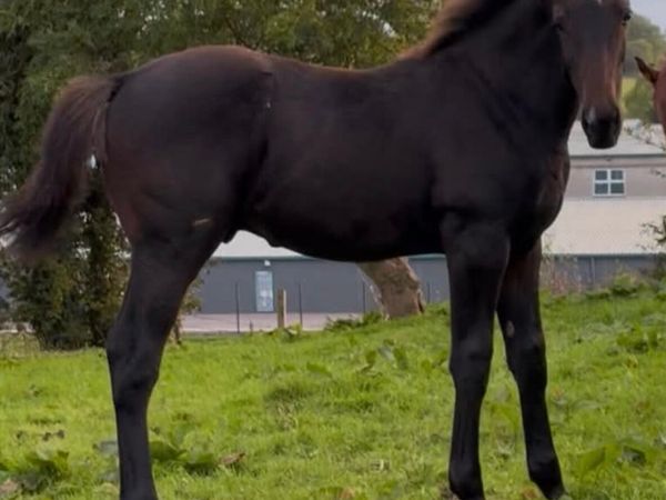 Colt foal well bred - Main image