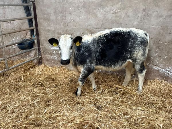 Blue heifer - Main image