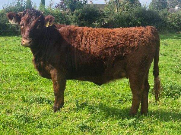⭐️ Dexter Heifer ⭐️ - Main image